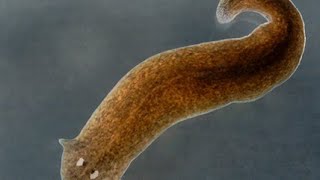 Planaria Reproduction [upl. by Bellis922]