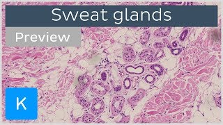 Sweat Glands preview  Histology amp Function  Human Anatomy  Kenhub [upl. by Ecertal]