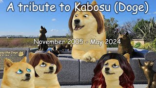 A tribute to Kabosu Doge [upl. by Rist]