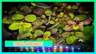 LOBELIA CARDINALIS  AQUARIUM PLANT CARE GUIDE [upl. by Kronick151]