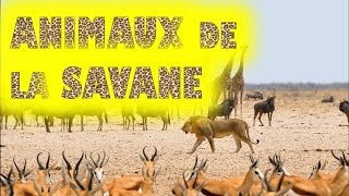 Animaux de la savane africaine et leurs cris [upl. by Ahsotal]