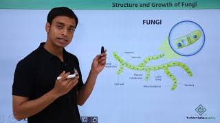 Class 11th – Fungi  Structure and growth  Biological Classification  Tutorials Point [upl. by Ahsieat]