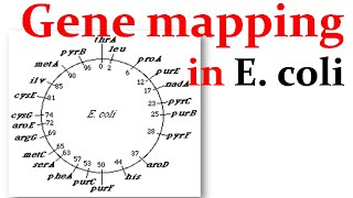 Gene mapping in Ecoli [upl. by Edlun127]