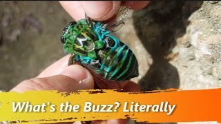 How Do Cicadas Make their Sounds [upl. by Queri]