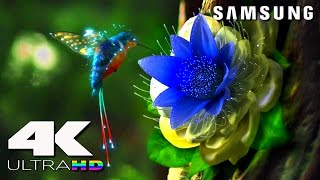 4K ULtra HD  SAMSUNG UHD Demo׃ LED TV [upl. by Suchta]