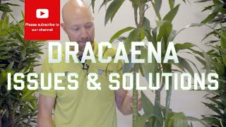 Dracaena Issues and solutions [upl. by Singh]