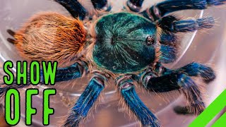 Top 10 BEST Display Tarantulas Show Off YOUR Spiders [upl. by Tsugua]