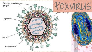 Poxvirus microbiology [upl. by Nae430]