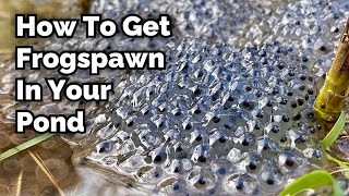 How to Encourage Frogspawn in Your Pond [upl. by Grata]