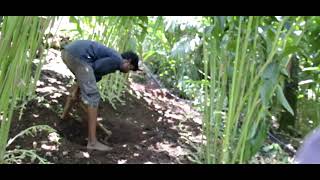 How to Grow Cardamom  Growing amp Maintenance cardamom plantation Elaichi [upl. by Grey500]