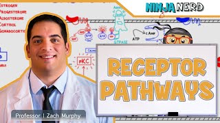 Endocrinology  Receptor Pathways [upl. by Mclyman]