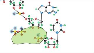 Biochemistry  Nucleic Acids  Phosphodiester bonds [upl. by Eleaffar240]