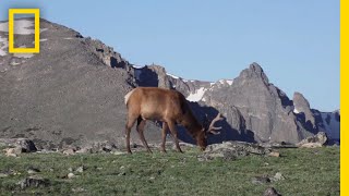 What Are Tundras  National Geographic [upl. by Shana]