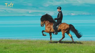 5 gaits of the Icelandic horse [upl. by Elyr]