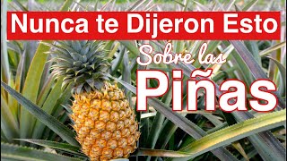 Como Plantar Piña en Casa [upl. by Kingston]