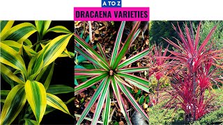 Dracaena Varieties A to Z [upl. by Gosnell]