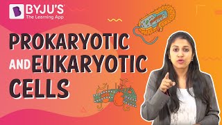 Prokaryotic and Eukaryotic Cells [upl. by Marybelle]