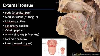 Oral Cavity  Tongue [upl. by Hoehne368]