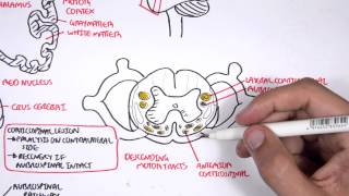 Neurology  Motor Pathways [upl. by Leban322]