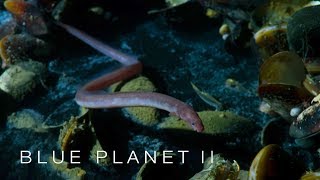 Brine pool of death  Blue Planet II Episode 2 Preview  BBC [upl. by Elyl]