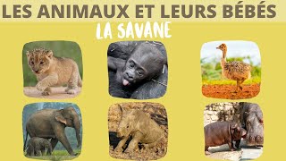 Les animaux de la savane et leurs bébés [upl. by Temme]