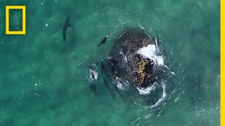 Fur Seals vs Great White Sharks  Hostile Planet [upl. by Khalsa]