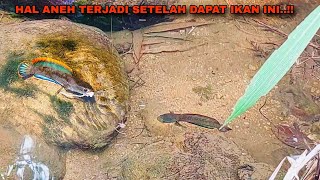 PENGHUNINYA NGAMUK SAAT MANCING IKAN CHANNA LIMBATA DIHUTAN INI [upl. by Cahan]