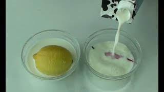 How to make yogurt culturestarter at home Cooking A Dream [upl. by Benildas599]