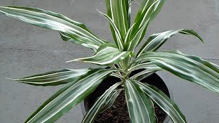 Dracaena Deremensis Warneckii  Narrow striped leaves [upl. by Ermina]