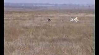 russian borzoi hunting 1 [upl. by Einaj]