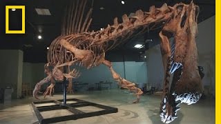 Documentaire 1 ► Tyrannotarbosaurus rex VS Therizinosaurus [upl. by Ynnelg]