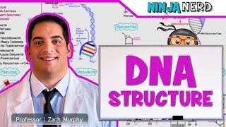 Cell Biology  DNA Structure amp Organization 🧬 [upl. by Endres]