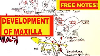 Development Of Maxilla  Embryology [upl. by Cagle314]