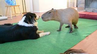 Dog and Capybara [upl. by Anyr]