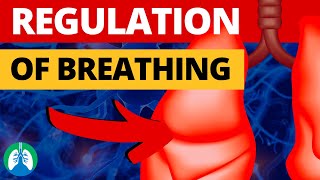 Regulation of Breathing Quick and SIMPLE Explanation [upl. by Pickering]