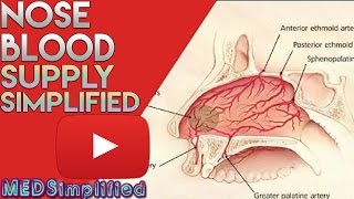 Nose Anatomy Nasal Blood Supply [upl. by Ecinahs849]