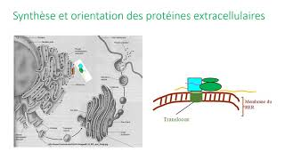 Maturation et adressage des protéines dans la cellule [upl. by Enoyrt317]