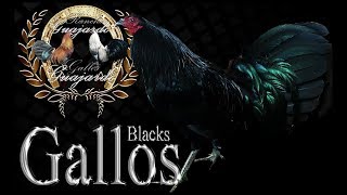 Gallos Prietos [upl. by Ahsiket344]