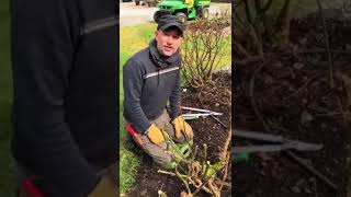 Pruning an old Rose Bush [upl. by Iblok]