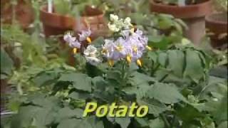 Pollination Methods Solanum Part 1 [upl. by Norehc664]