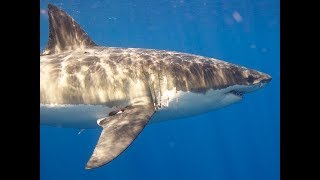 Facts The Great White Shark [upl. by Electra]