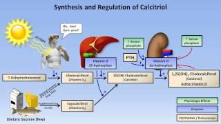 Calcium and Phosphate Metabolism [upl. by Kilah414]