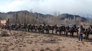 History Being Made The 20 Mules Hitched to the New Borax Wagons [upl. by Turino]