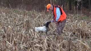 Pheasant Hunting with Pointers in Pennsylvania [upl. by Signe]