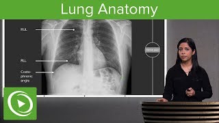 Lung Anatomy – Radiology  Lecturio [upl. by Catriona]