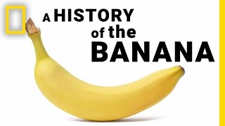 The Surprising History of Bananas in Under 2 Minutes  National Geographic [upl. by Anelle606]