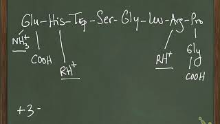 Calculating the pI of a peptide  Ch 3 11b [upl. by Woodson]