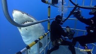 Great White Sharks  SHARK ACADEMY [upl. by Augusta]