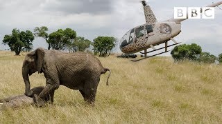 Elephants rescued by helicopter 🐘🚁  Equator from the Air  BBC [upl. by Etezzil]