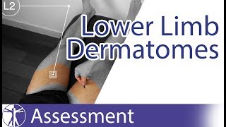 Dermatomes Lower Limb  Peripheral Neurological Examination [upl. by Fowler969]